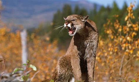 Cougar Roar Bwin