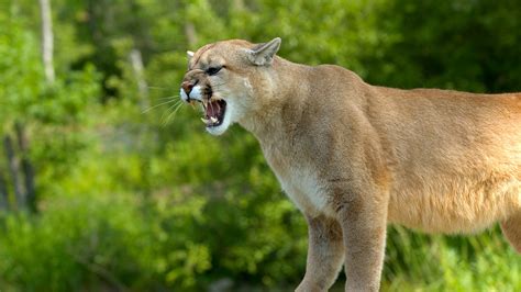 Cougar Roar Sportingbet