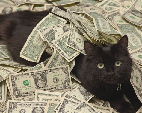 Cozy Cat Cash Betway