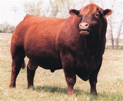 Craps Red Angus