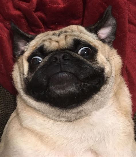 Crazy Pug Betsul