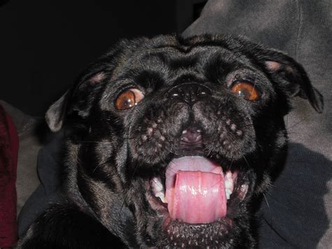 Crazy Pug Novibet