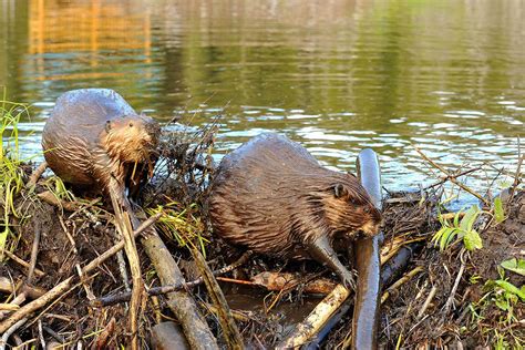 Dam Beavers Betano