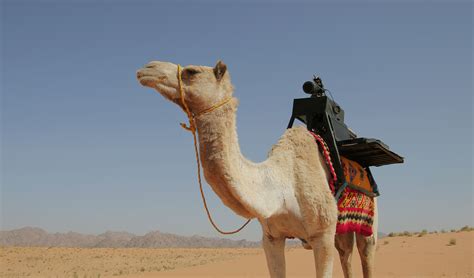 Desert Camel Novibet