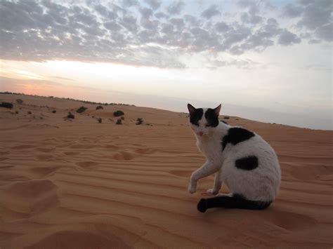 Desert Cats Bet365