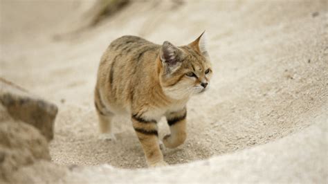 Desert Cats Netbet