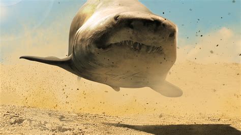 Desert Shark Brabet