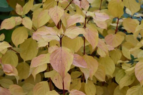 Dogwood Magic Brabet