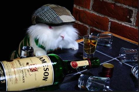 Drunk Rabbit Betfair