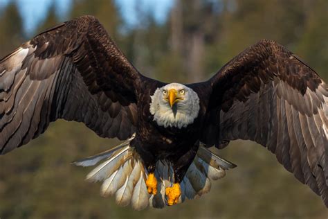 Eagle S Flight Parimatch