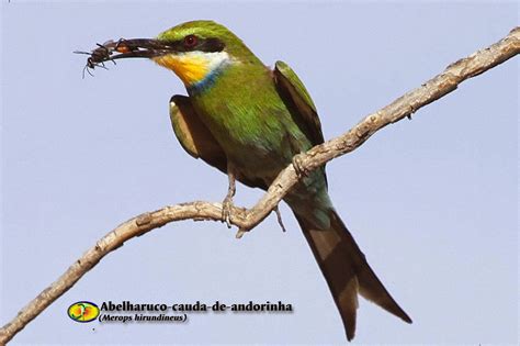 Em Cauda De Andorinha Porcas De Fenda