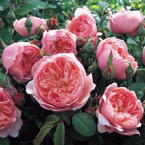 English Rose Novibet