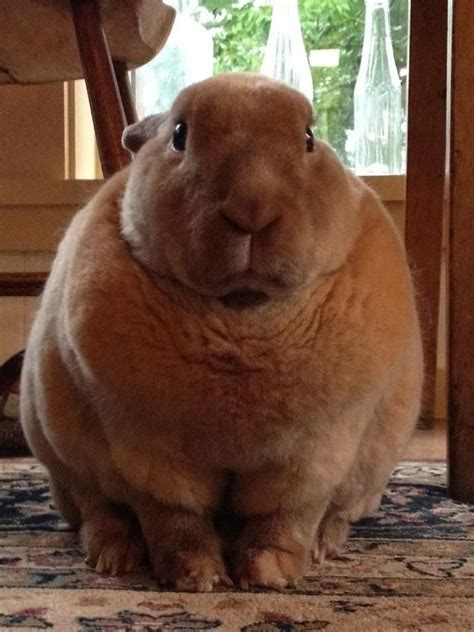 Fat Rabbit Brabet
