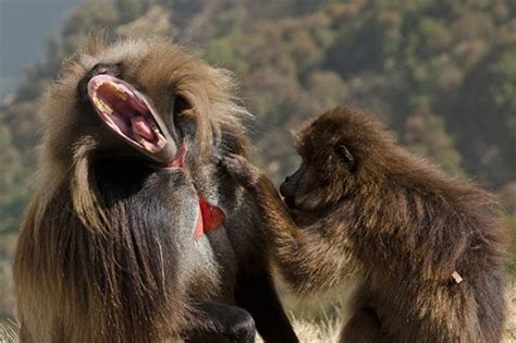 Fendas De Macaco