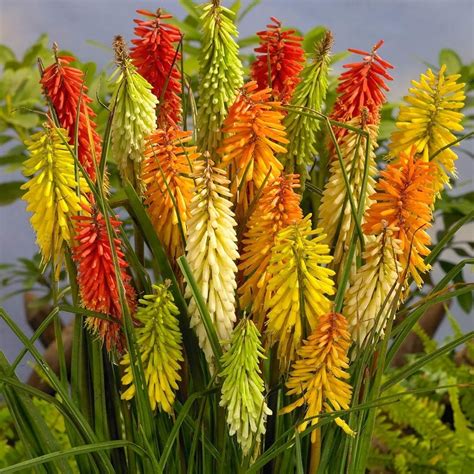 Flamenco Red Hot Poker Flor