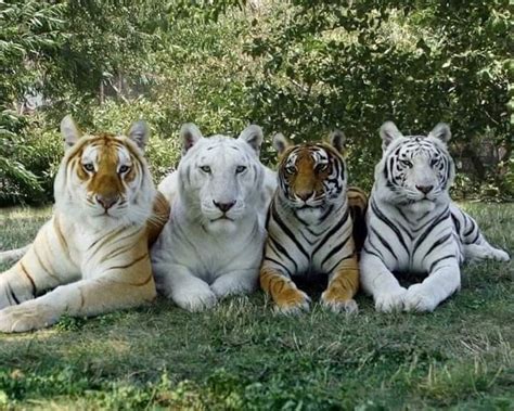 Four Tigers Brabet