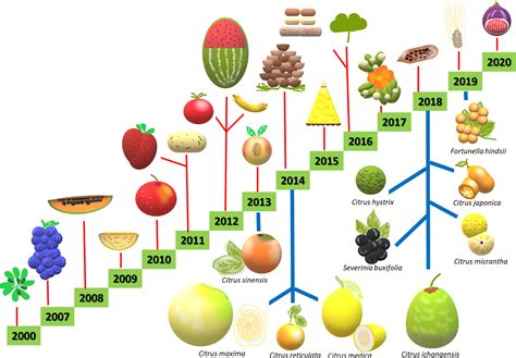 Fruits Evolution Bodog