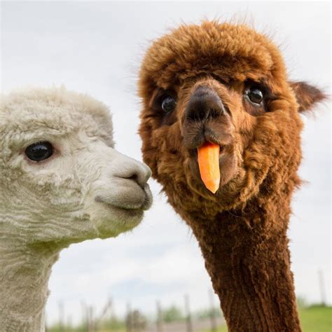 Funny Alpaca Parimatch