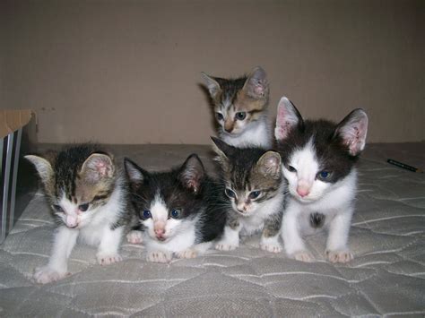 Gatinhos Para Venda De Casino