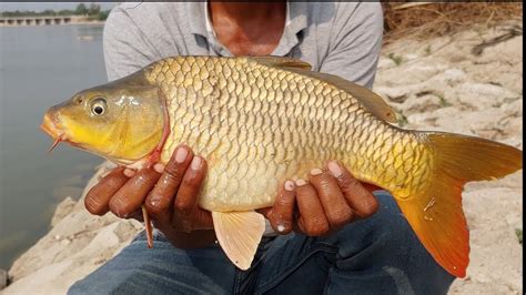 Golden Fish Betsul