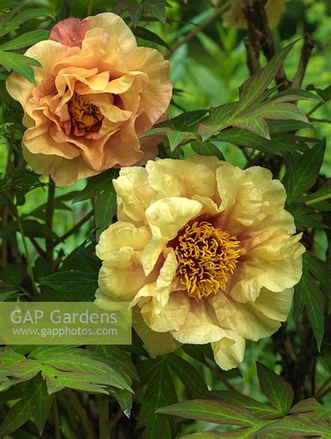 Golden Peony Brabet