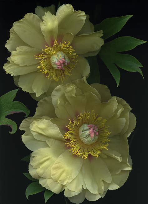 Golden Peony Pokerstars