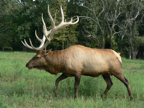 Great Wild Elk Parimatch