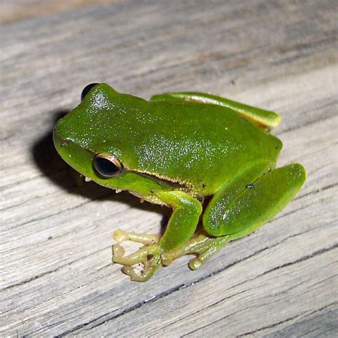 Green Frog Brabet