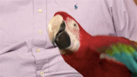 Happy Parrot Betway