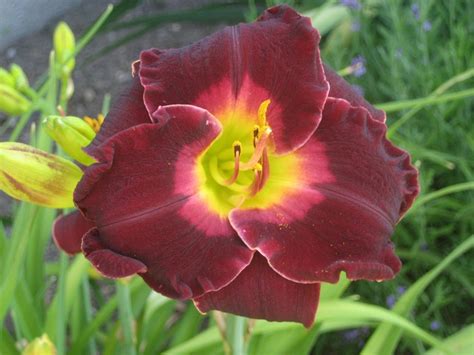 Hemerocallis Jack Black Cherry