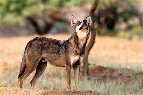 Indian Wolf Betsson
