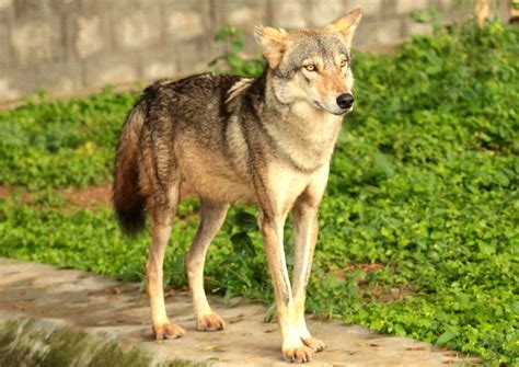 Indian Wolf Betsul