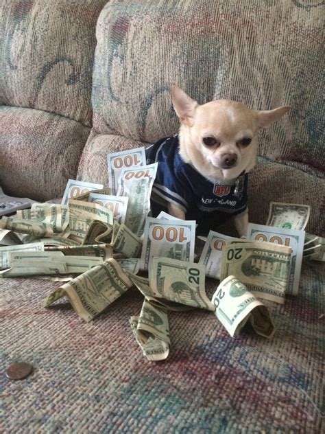 Jogar Dog Pound Dollars Com Dinheiro Real