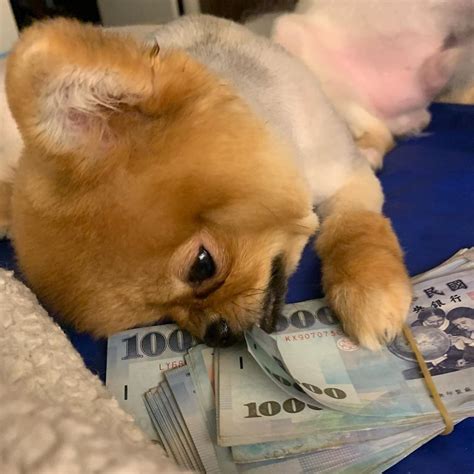 Jogar Puppy Payday Com Dinheiro Real