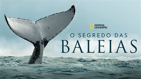 Jogo Baleia Documentario