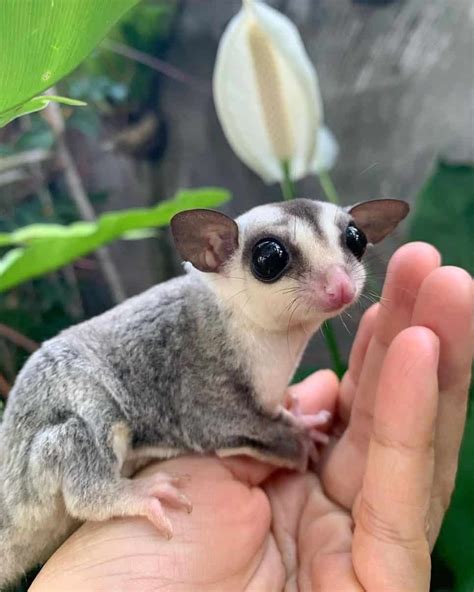 Jogue Sugar Glider Online