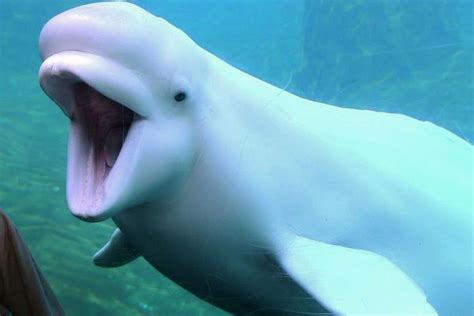 Jolly Beluga Whales Brabet