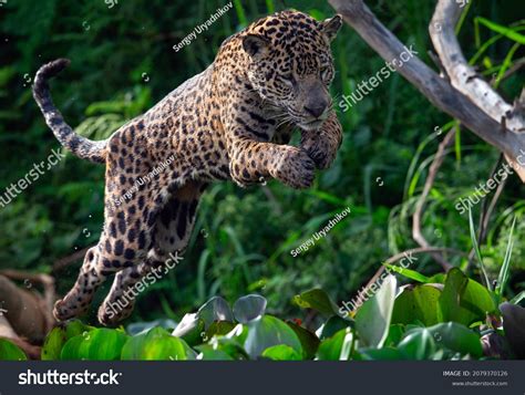 Jumping Jaguar Betsul