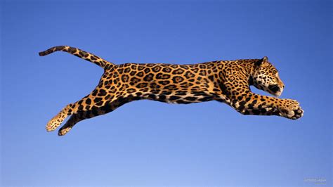 Jumping Jaguar Leovegas