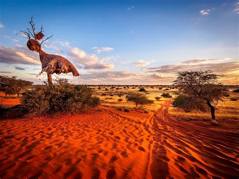 Kalahari Safari Betsul