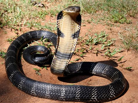 King Cobra Betano