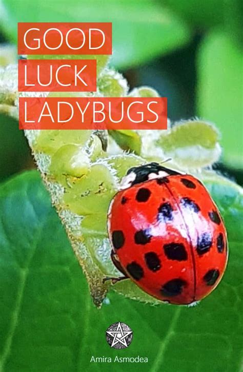 Ladybug Luck Pokerstars