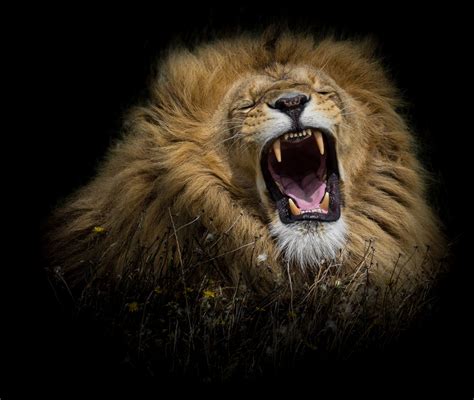 Lion S Roar Sportingbet