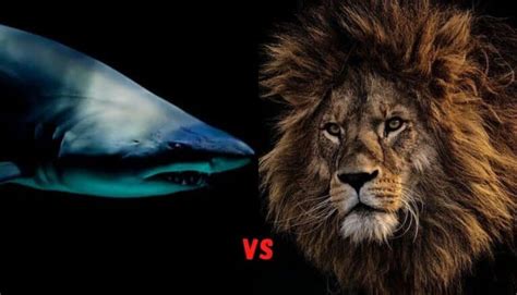 Lion Vs Shark Brabet