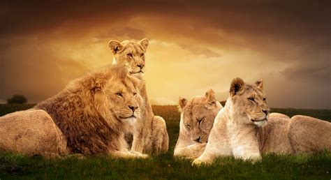 Lions Pride Betsul