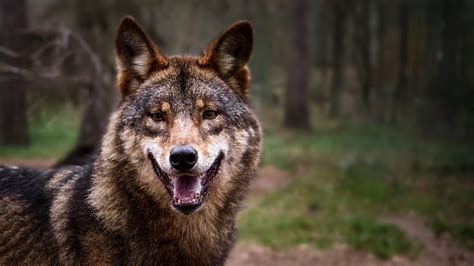 Lobo Selvagem Fendas De Divertimento