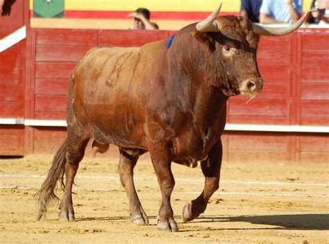 Los Toros Betway