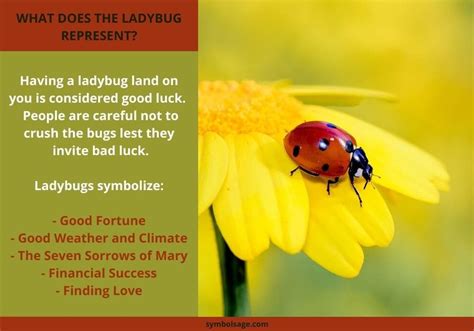 Lucky Lady Bug Parimatch