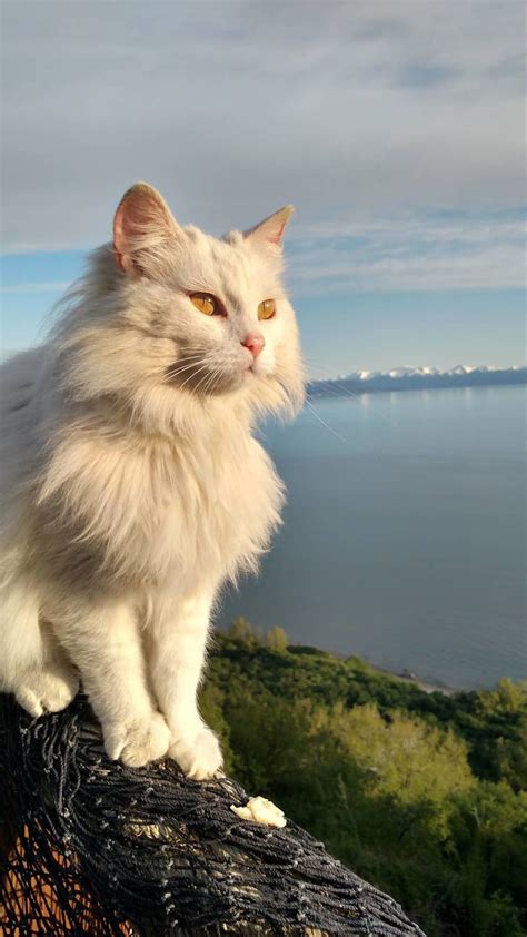 Majestic Cats Brabet