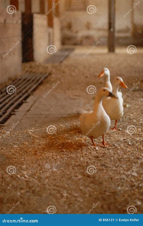 Maquina De Fenda De Patos Em Uma Fileira